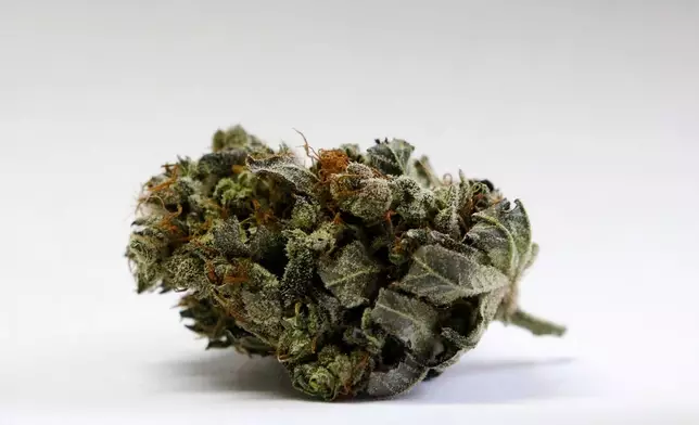 FILE - A cannabis bud is seen at a medical marijuana facility in Unity, Maine, on April 22, 2016. (AP Photo/Robert F. Bukaty, File)