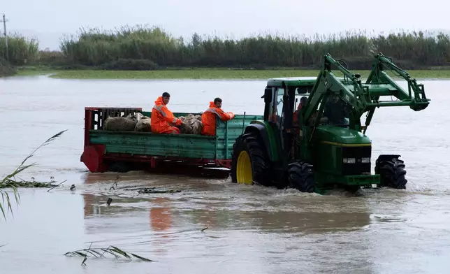 A tractor using a trailer rescues sheep after a week of torrential rains in the town of Cuke near Sarande, southern Albania, Saturday, Nov. 22, 2025. (AP Photo/Vlasov Sulaj)