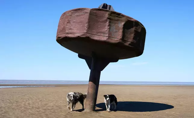 Dogs stand under a buoy on the shore of the Rio de la Plata in Villa Del Mar, Argentina, on Saturday, Nov. 15, 2025. (AP Photo/Rodrigo Abd)