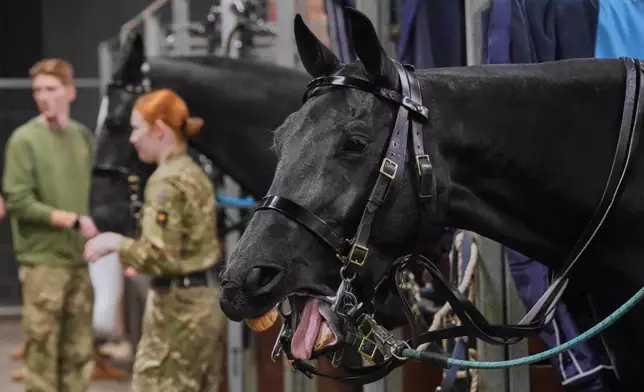 A horse yawns as The King's Troop Royal Horse Artillery prepares in Wellington Barracks prior to them setting off to deliver The King's Birthday Gun Salute in Green Park in London, Friday, Nov. 14, 2025. (AP Photo/Kirsty Wigglesworth)