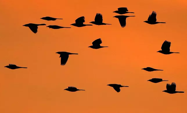 Starlings swarm at a the Baker wetlands Saturday, Nov. 15, 2025, in Lawrence, Kan. (AP Photo/Charlie Riedel)