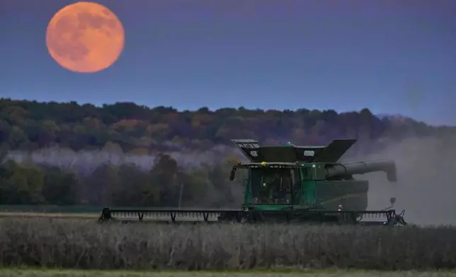 Heath Rohlfing harvests soy beans as the full "beaver" supermoon rises in the distance Wednesday, Nov. 5, 2025, near Boonville, Mo. (AP Photo/Charlie Riedel)