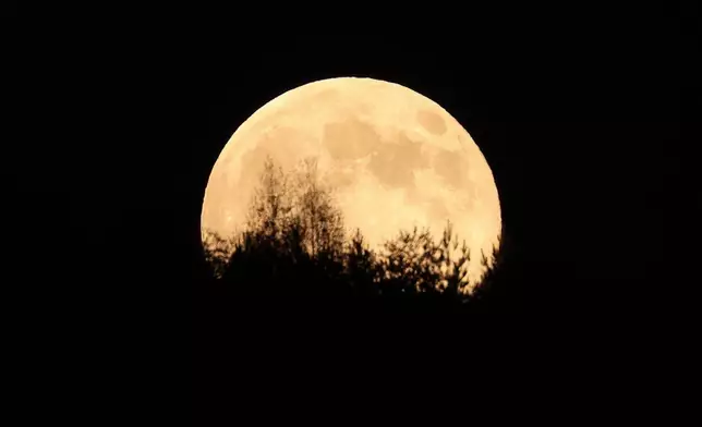 The Beaver Supermoon rises over a forest on a mountain near Sarajevo, Bosnia, Wednesday, Nov. 5, 2025. (AP Photo/Armin Durgut)