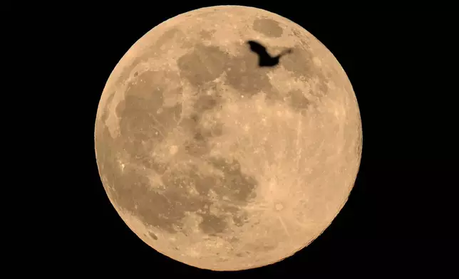 A bat flies in front of the Beaver Supermoon in Guwahati, India, Wednesday, Nov. 5, 2025. (AP Photo/Anupam Nath)