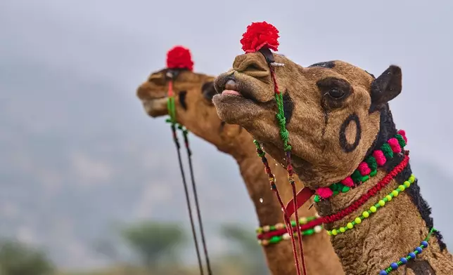 Decorated camels at the annual cattle fair in Pushkar, in the western Indian state of Rajasthan, Tuesday, Oct. 28, 2025. (AP Photo/Rajesh Kumar Singh)
