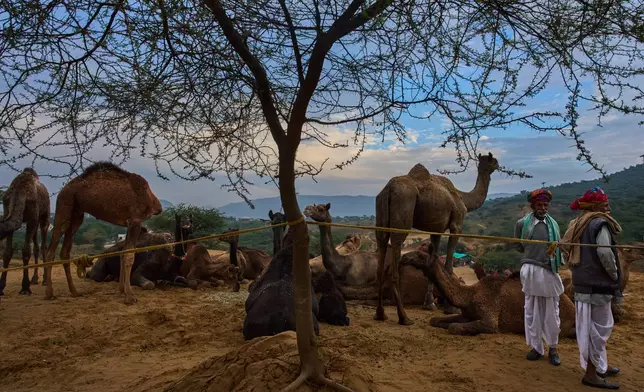 Camel herders stand by their cattle at the annual cattle fair in Pushkar, in the western Indian state of Rajasthan, Wednesday, Oct. 29, 2025. (AP Photo/Rajesh Kumar Singh)
