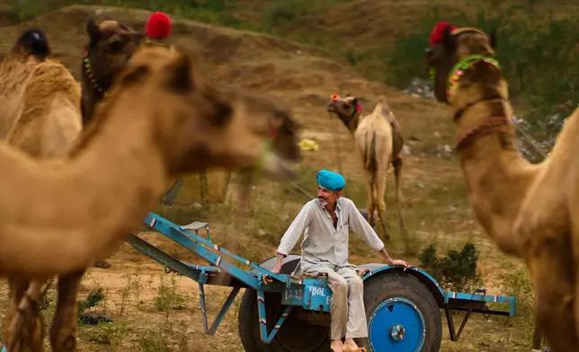 A camel herder sits near cattle at the annual cattle fair in Pushkar, in the western Indian state of Rajasthan, Wednesday, Oct. 29, 2025. (AP Photo/Rajesh Kumar Singh)