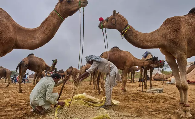 Camel herders feed their camels at the annual cattle fair in Pushkar, in the western Indian state of Rajasthan, Monday, Oct. 27, 2025. (AP Photo/Rajesh Kumar Singh)