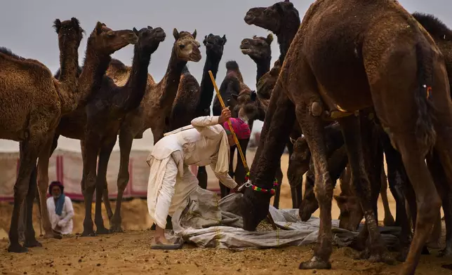 A camel herder feeds his camels at the annual cattle fair in Pushkar, in the western Indian state of Rajasthan, Monday, Oct. 27, 2025. (AP Photo/Rajesh Kumar Singh)