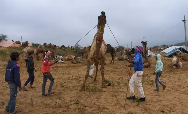 Camel herders control a camel at the annual cattle fair in Pushkar, in the western Indian state of Rajasthan, Tuesday, Oct. 28, 2025. (AP Photo/Rajesh Kumar Singh)
