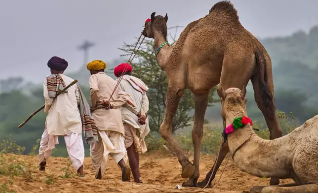 Camel herders walk with their camels at the annual cattle fair in Pushkar, in the western Indian state of Rajasthan, Tuesday, Oct. 28, 2025. (AP Photo/Rajesh Kumar Singh)