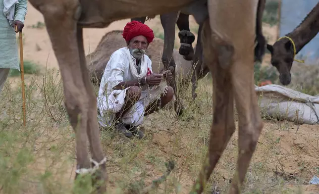 A camel herder sits near cattle at the annual cattle fair in Pushkar, in the western Indian state of Rajasthan, Monday, Oct. 27, 2025. (AP Photo/Rajesh Kumar Singh)
