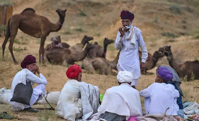 Camel herders rest near their animals at the annual cattle fair in Pushkar, in the western Indian state of Rajasthan, Monday, Oct. 27, 2025. (AP Photo/Rajesh Kumar Singh)