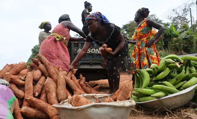 Farmers gather food crops for transport in the Jema community in the Western North Region, Ghana, Thursday, Sept. 11, 2025. (AP Photo/Tsraha Yaw)