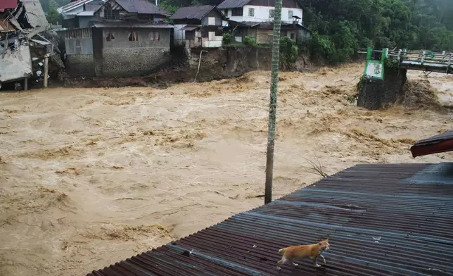 A cat walks on the roof of a house near a bridge and buildings damaged in flooding in Tanah Datar, West Sumatra, Indonesia, Friday, Nov. 28, 2025. (AP Photo/Ali Nayaka)