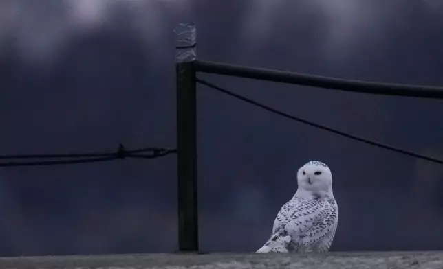 A snowy owl rests on a pier near Montrose Point Bird Sanctuary, Friday, Nov. 21, 2025, in Chicago. (AP Photo/Erin Hooley)