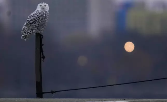 A snowy owl rests on a pier near Montrose Point Bird Sanctuary, Friday, Nov. 21, 2025, in Chicago. (AP Photo/Erin Hooley)