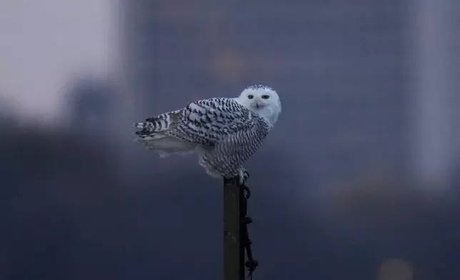 A snowy owl rests on a pier near Montrose Point Bird Sanctuary, Friday, Nov. 21, 2025, in Chicago. (AP Photo/Erin Hooley)
