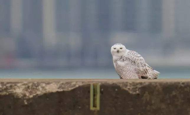 A snowy owl rests on a pier near Montrose Point Bird Sanctuary, Monday, Nov. 24, 2025, in Chicago. (AP Photo/Erin Hooley)