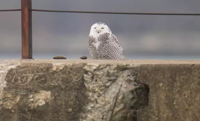 A snowy owl rests on a pier near Montrose Point Bird Sanctuary, Monday, Nov. 24, 2025, in Chicago. (AP Photo/Erin Hooley)