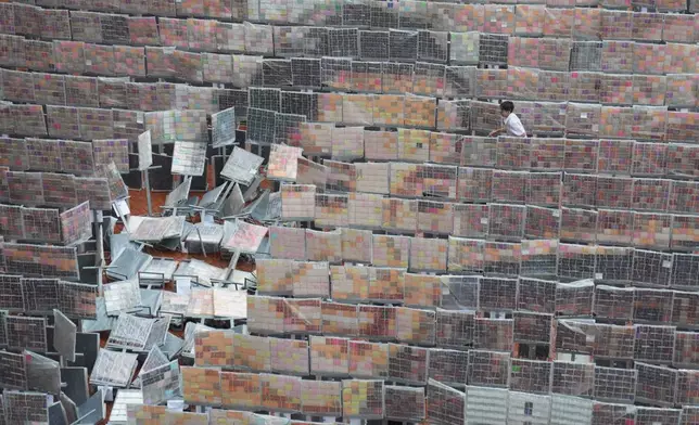 A student attempts to keep boards dry during rain as a mosaic portrait of the Queen Mother Sirikit is displayed at Assumption College in Bangkok, Thailand, Tuesday, Nov. 4, 2025. (AP Photo/Sakchai Lalit)