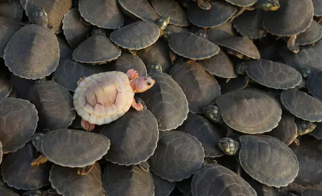 An albino turtle hatchling sits among other Arrau turtles (podocnemis expansa) ahead of their release at the Abufari Biological Reserve, in Tapaua, Amazonas state, Brazil, Monday, Nov. 17, 2025. (AP Photo/Edmar Barros)