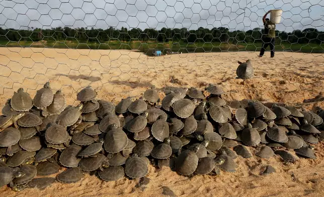 Turtle hatchlings (podocnemis expansa) wait to be released at the Abufari Biological Reserve, in Tapaua, Amazonas state, Brazil, Monday, Nov. 17, 2025. (AP Photo/Edmar Barros)