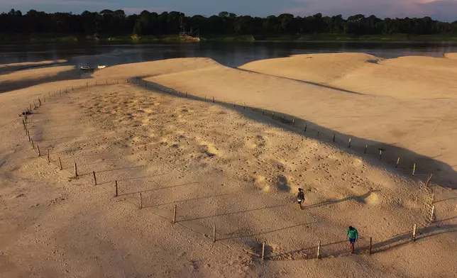 Environmental agents of the Chico Mendes Institute inspect nests after turtle hatchlings (podocnemis expansa) emerged at the Abufari Biological Reserve, in Tapaua, Amazonas state, Brazil, Monday, Nov. 17, 2025. (AP Photo/Edmar Barros)