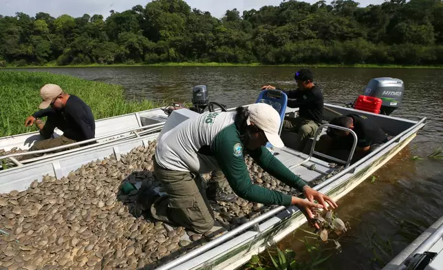 Environmental agents of the Chico Mendes Institute release turtle hatchlings (podocnemis expansa) into the water at the Abufari Biological Reserve, in Tapaua, Amazonas state, Brazil, Monday, Nov. 17, 2025. (AP Photo/Edmar Barros)