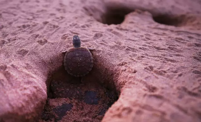 A turtle hatchling emerges from its nest at the Abufari Biological Reserve, in Tapaua, Amazonas state, Brazil, Monday, Nov. 17, 2025. (AP Photo/Edmar Barros)