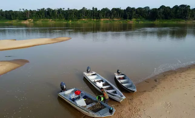 An environmental agent of the Chico Mendes Institute loads boats with turtle hatchlings (podocnemis expansa) ahead of their release at the Abufari Biological Reserve, in Tapaua, Amazonas state, Brazil, Monday, Nov. 17, 2025. (AP Photo/Edmar Barros)