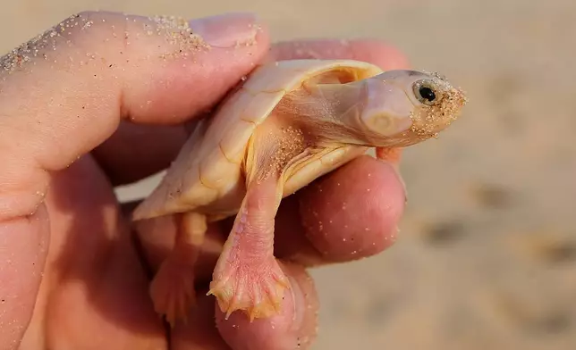 An environmental agent of the Chico Mendes Institute holds an albino turtle hatchling (podocnemis expansa) ahead of its release at the Abufari Biological Reserve, in Tapaua, Amazonas state, Brazil, Monday, Nov. 17, 2025. (AP Photo/Edmar Barros)