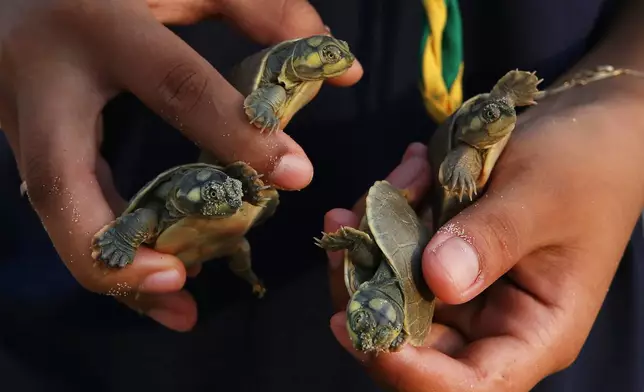 A student holds turtle hatchlings (podocnemis expansa) ahead of their release at the Abufari Biological Reserve, in Tapaua, Amazonas state, Brazil, Tuesday, Nov. 18, 2025. (AP Photo/Edmar Barros)