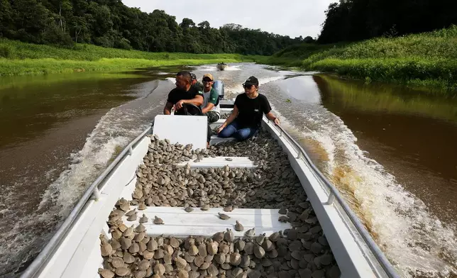 Environmental agents of the Chico Mendes Institute transport turtle hatchlings (podocnemis expansa) to be released in the Abufari Biological Reserve, in Tapaua, Amazonas state, Brazil, Monday, Nov. 17, 2025. (AP Photo/Edmar Barros)