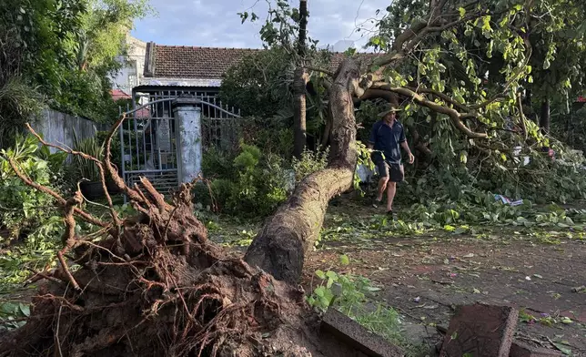A man walks past an uprooted tree in Dak Lak, Vietnam, on Friday, Nov. 7, 2025 after Typhoon Kalmaegi lashed the country with fierce winds and torrential rains. (Tuong Quan/VNA via AP)