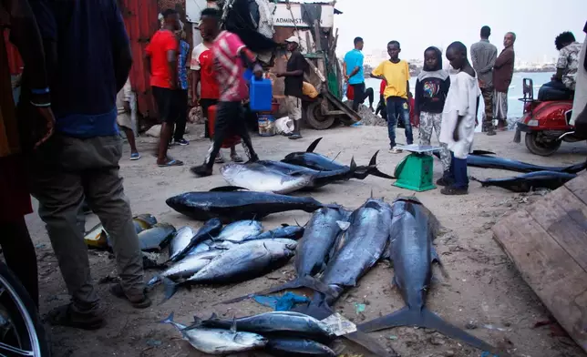 A catch of tuna lies on the ground in Mogadishu, Somalia Thursday, Nov. 6, 2025. (AP Photo/Farah Abdi Warsameh)