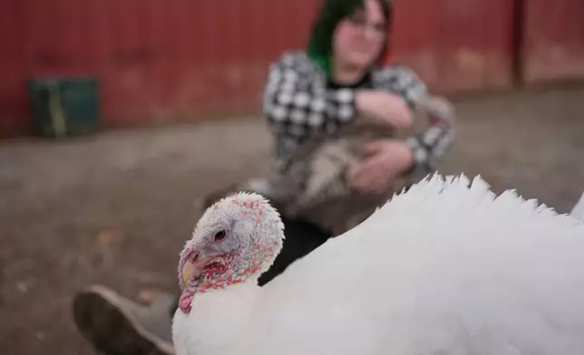 A turkey used for cuddle therapy walks past someone having a session at The Gentle Barn, Tuesday, Nov. 25, 2025, in Christiana, Tenn. (AP Photo/George Walker IV)