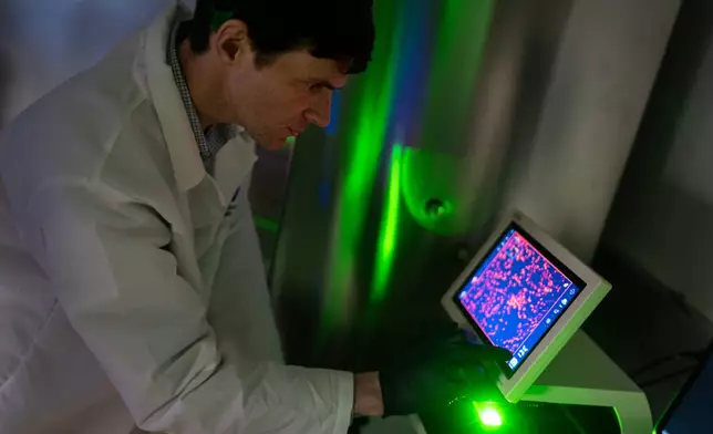 Dr. William Ambler, a translational research scholar who studies how biological sex affects the risk of autoimmune diseases, looks at cells under a microscope in the lab where he works at the National Institutes of Health, Monday, Aug. 25, 2025, in Bethesda, Md. (AP Photo/David Goldman)