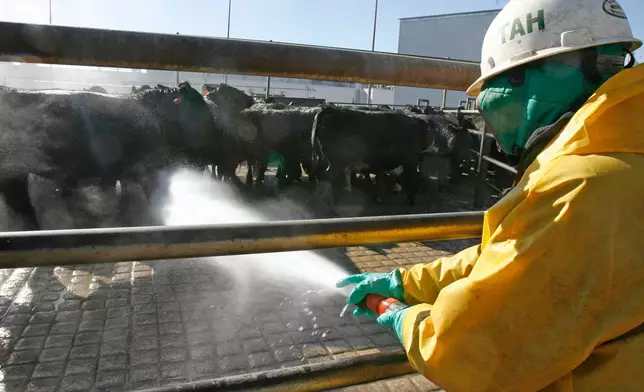 A worker uses a high-pressure jet of water in the second part of the exterior washing process at the Tyson meat packing plant in Lexington, Neb., Wednesday, Nov. 14, 2007. (Kent Sievers/Omaha World-Herald via AP)