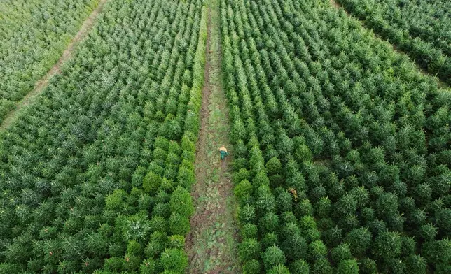 A man walks through a fir plantation on a Christmas tree farm at the beginning of the harvest season for Christmas in Sundern, in the Sauerland region, Germany, Monday, Nov. 3, 2025. (AP Photo/Martin Meissner)