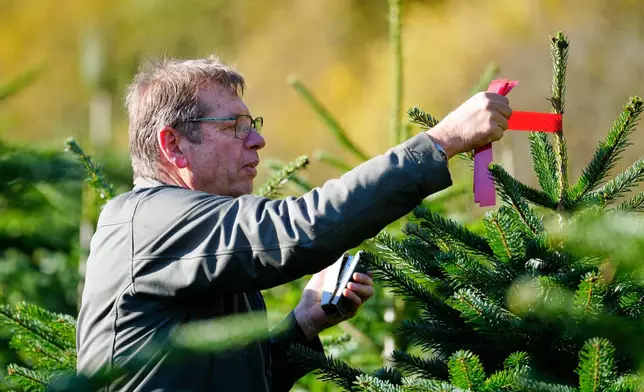 Farmer Eberhard Hennecke marks trees at a fir plantation on his Christmas tree farm at the beginning of the harvest season for Christmas in Sundern, in the Sauerland region, Germany, Monday, Nov. 3, 2025. (AP Photo/Martin Meissner)