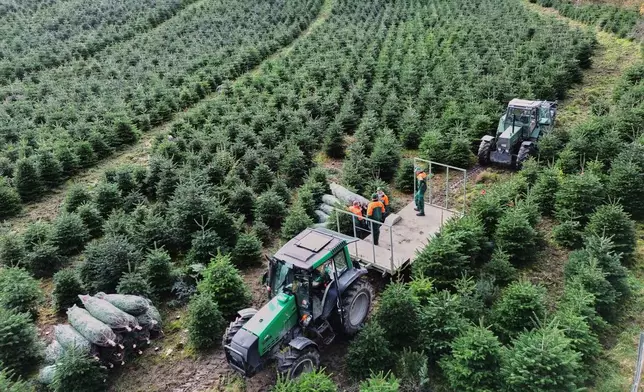 Fir trees are collected right after the felling on a Christmas tree farm at the beginning of the harvest season for Christmas in Sundern, in the Sauerland region, Germany, Monday, Nov. 3, 2025. (AP Photo/Martin Meissner)