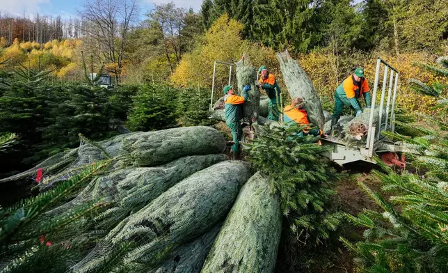 Fir trees are collected right after the felling on a Christmas tree farm at the beginning of the harvest season for Christmas in Sundern, in the Sauerland region, Germany, Monday, Nov. 3, 2025. (AP Photo/Martin Meissner)