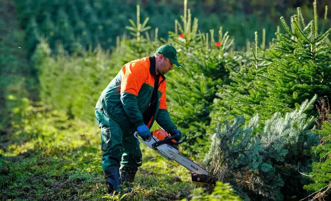 A man cuts a fir on a Christmas tree farm at the beginning of the harvest season for Christmas in Sundern, in the Sauerland region, Germany, Monday, Nov. 3, 2025. (AP Photo/Martin Meissner)
