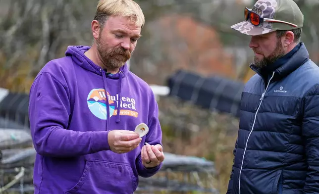 Graham Platner, Democratic candidate for U.S. Senate, shows oyster shells to a visitor at his home, Monday, Nov. 3, 2025, in Sullivan, Maine. (AP Photo/Robert F. Bukaty)