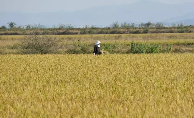 A farmer works at a rice paddy in Seosan, South Korea, Monday, Oct. 20, 2025. (AP Photo/Ahn Young-joon)