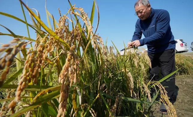 Hwang Seong-yeol, a South Korean rice farmer, watches crops damaged by a fungal disease that spread during an abnormally rainy autumn at his rice paddy in Seosan, South Korea, Monday, Oct. 20, 2025. (AP Photo/Ahn Young-joon)
