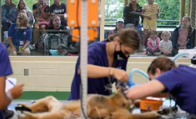 Visitors to the Turtle Back Zoo watch through a large picture window as a white-cheeked gibbon undergoes a wellness checkup in West Orange, N.J., Wednesday, Aug. 20, 2025. (AP Photo/Seth Wenig)