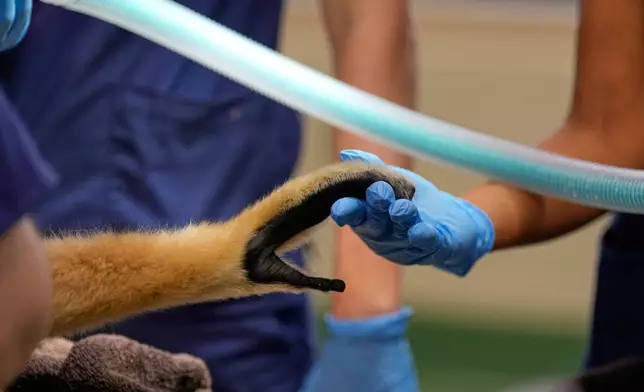 A zoo employee holds the hand of a white-cheeked gibbon during a wellness checkup at theTurtle Back Zoo in West Orange, N.J., Wednesday, Aug. 20, 2025. (AP Photo/Seth Wenig)