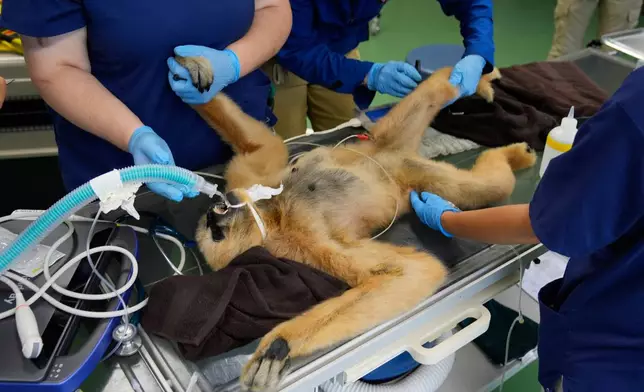A white-cheeked gibbon is sedated while undergoing a wellness checkup at Turtle Back Zoo in West Orange, N.J., Wednesday, Aug. 20, 2025. (AP Photo/Seth Wenig)